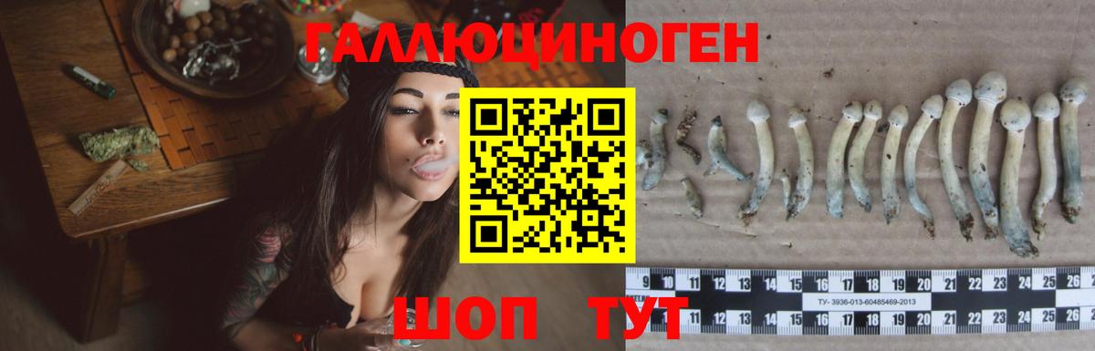 Сыктывкар  Псилоцибиновые грибы Psilocybine cubensis  Вход с VPN 